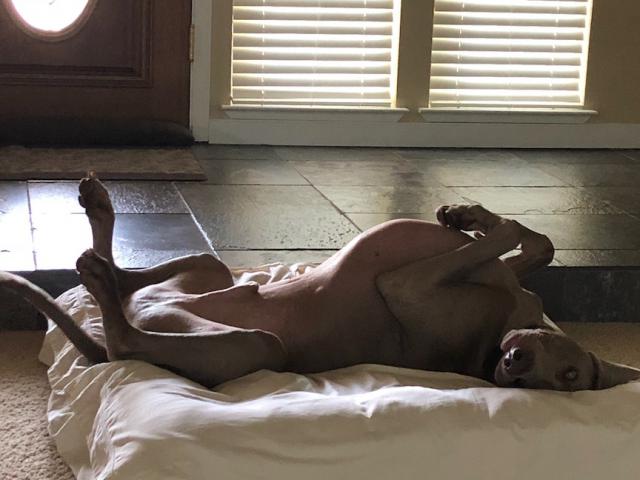 Colt rolling on back